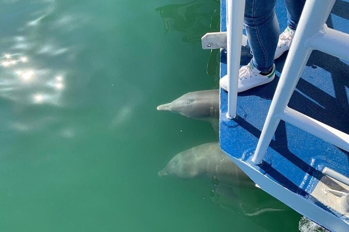 a dolphin in the water next to a boat