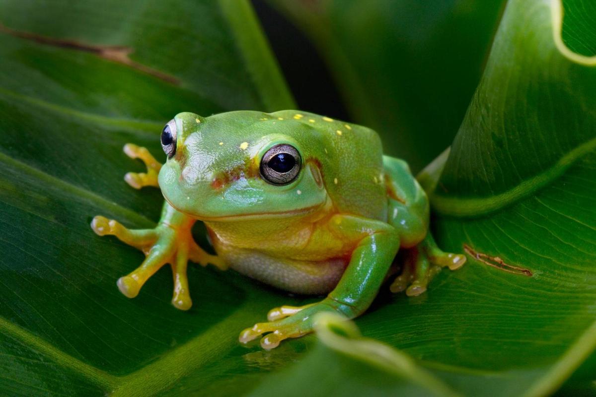a green frog sitting on a green leaf