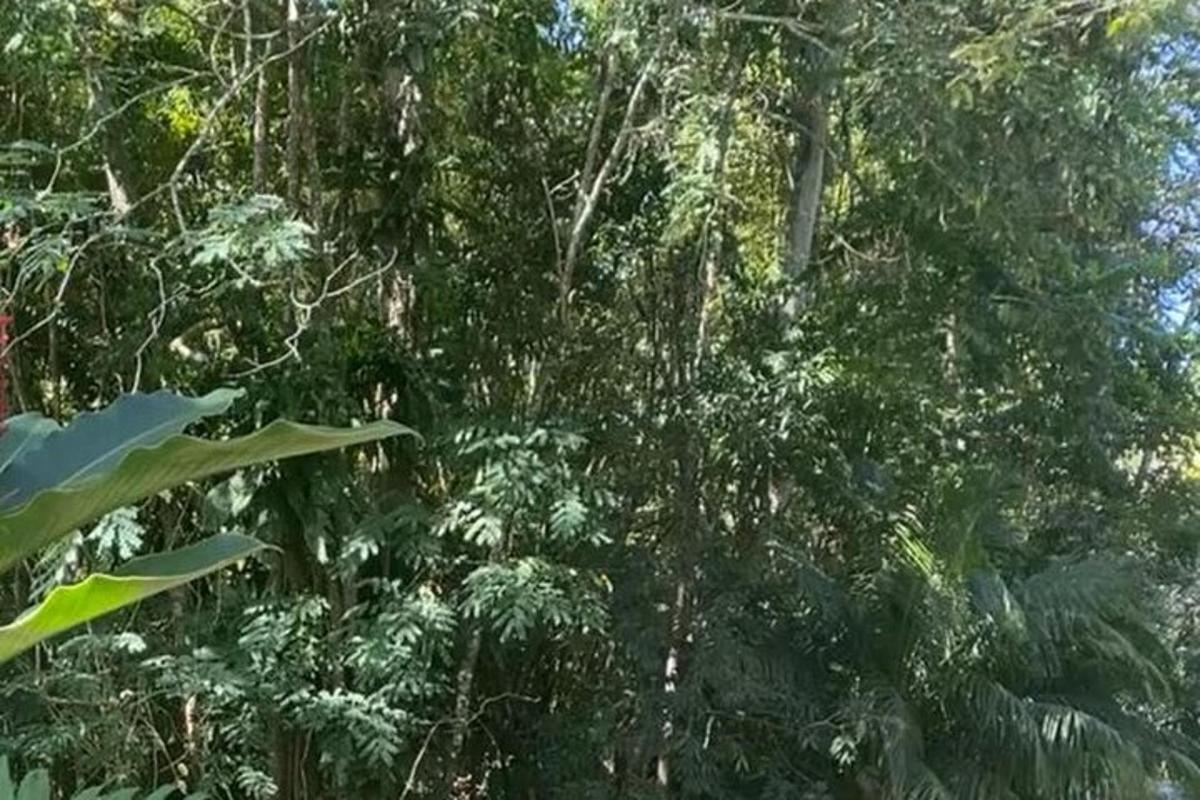 a forest filled with lots of lush green trees
