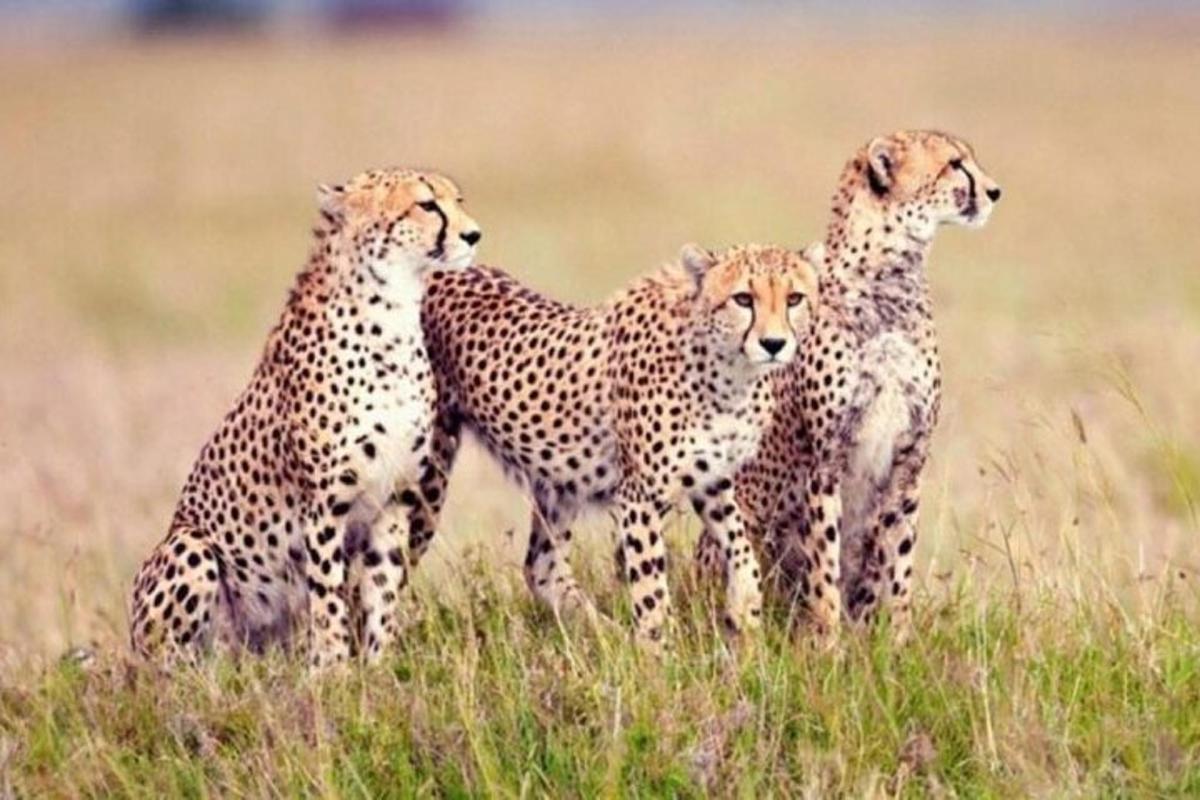 a group of four cheetahs standing in a field