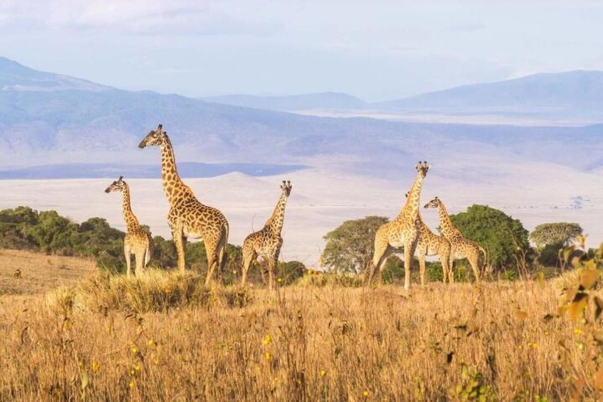 um grupo de girafas em pé em um campo