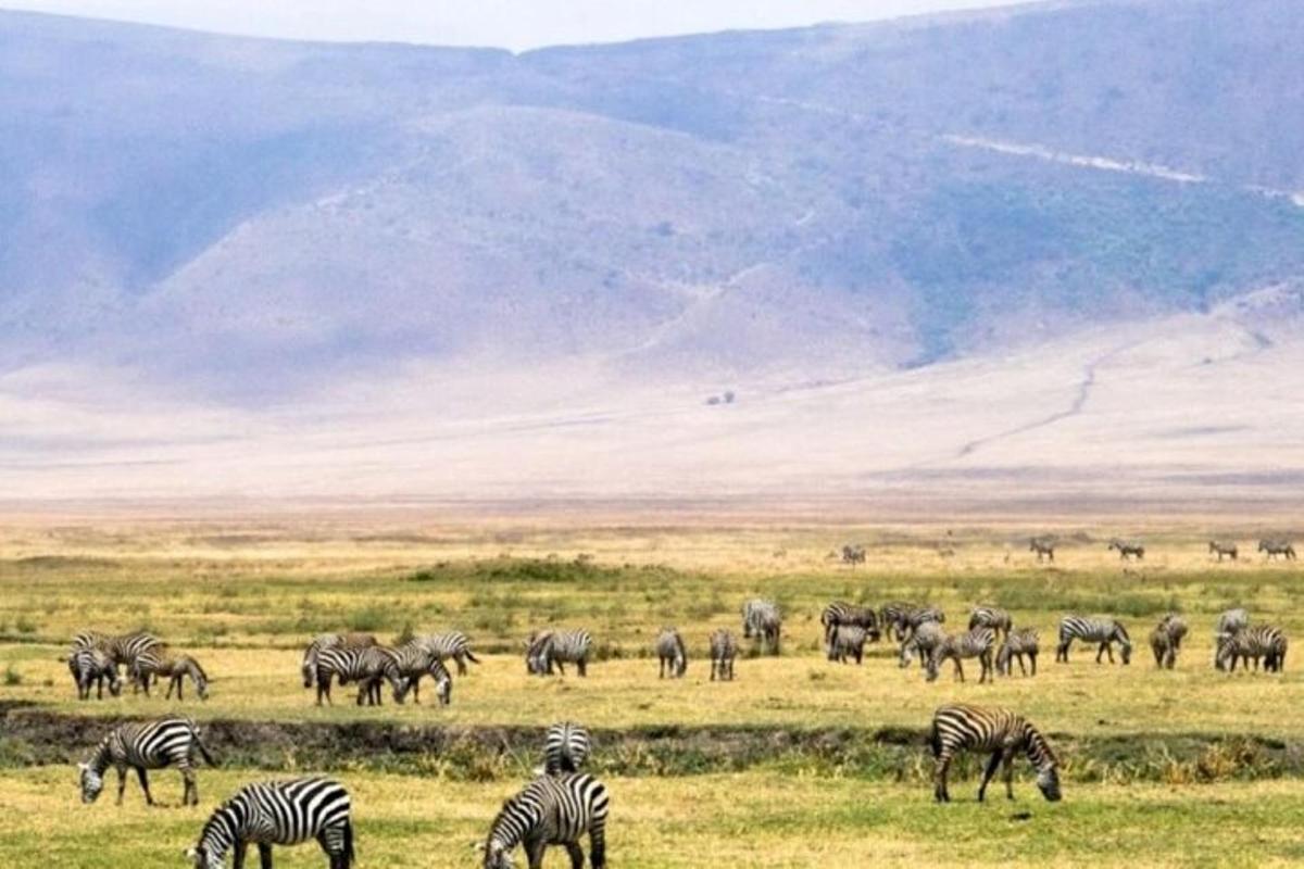 uma manada de zebras pastando em um campo
