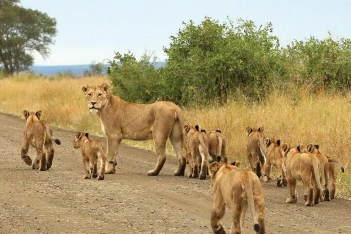um grupo de leões caminhando por uma estrada de terra