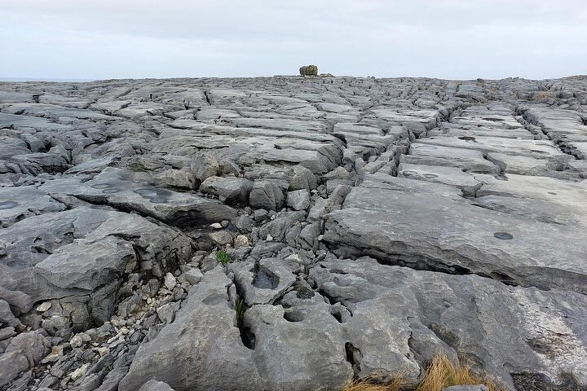 a large rock field with a tree on top of it