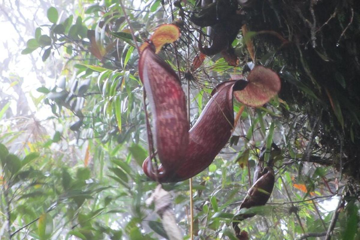 a large red pitcher plant hanging from a tree