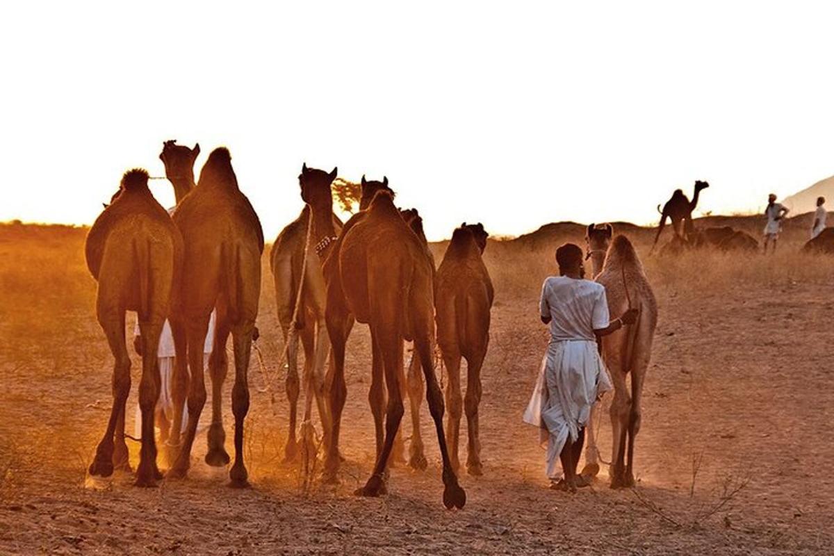 a woman walking down a dirt road with a group of camels