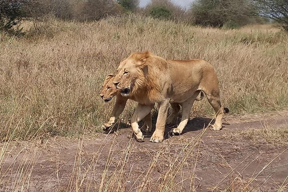 due leoni che camminano su una strada sterrata in un campo