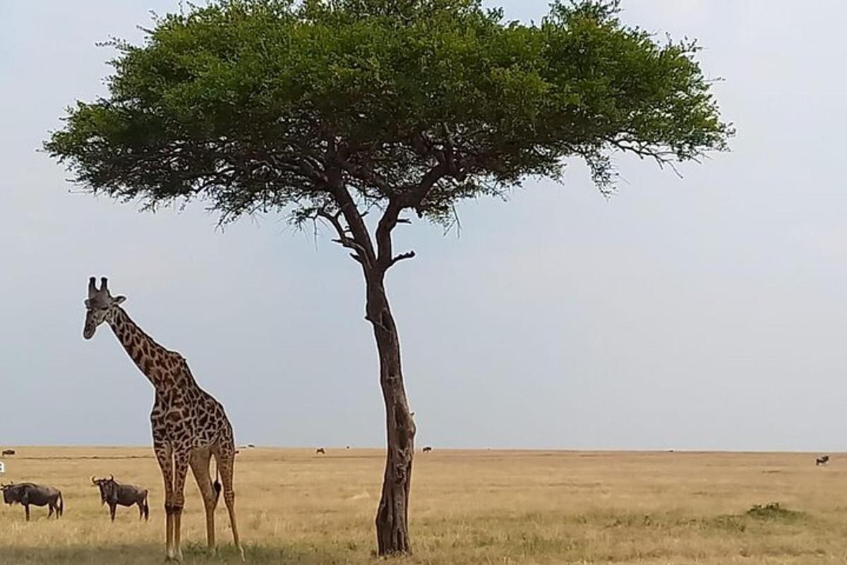 una giraffa in piedi accanto a un albero in un campo