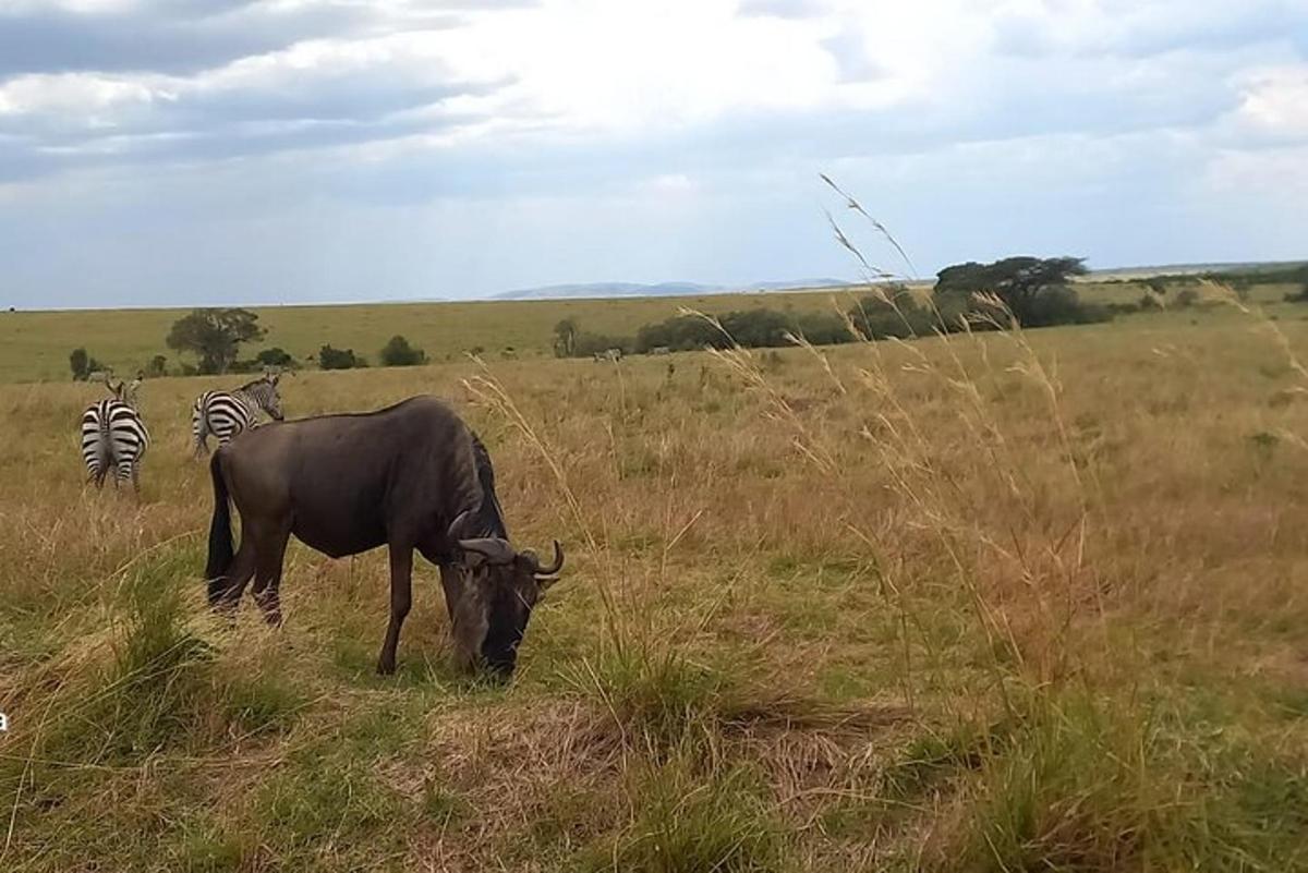 una mucca al pascolo in un campo con zebre sullo sfondo