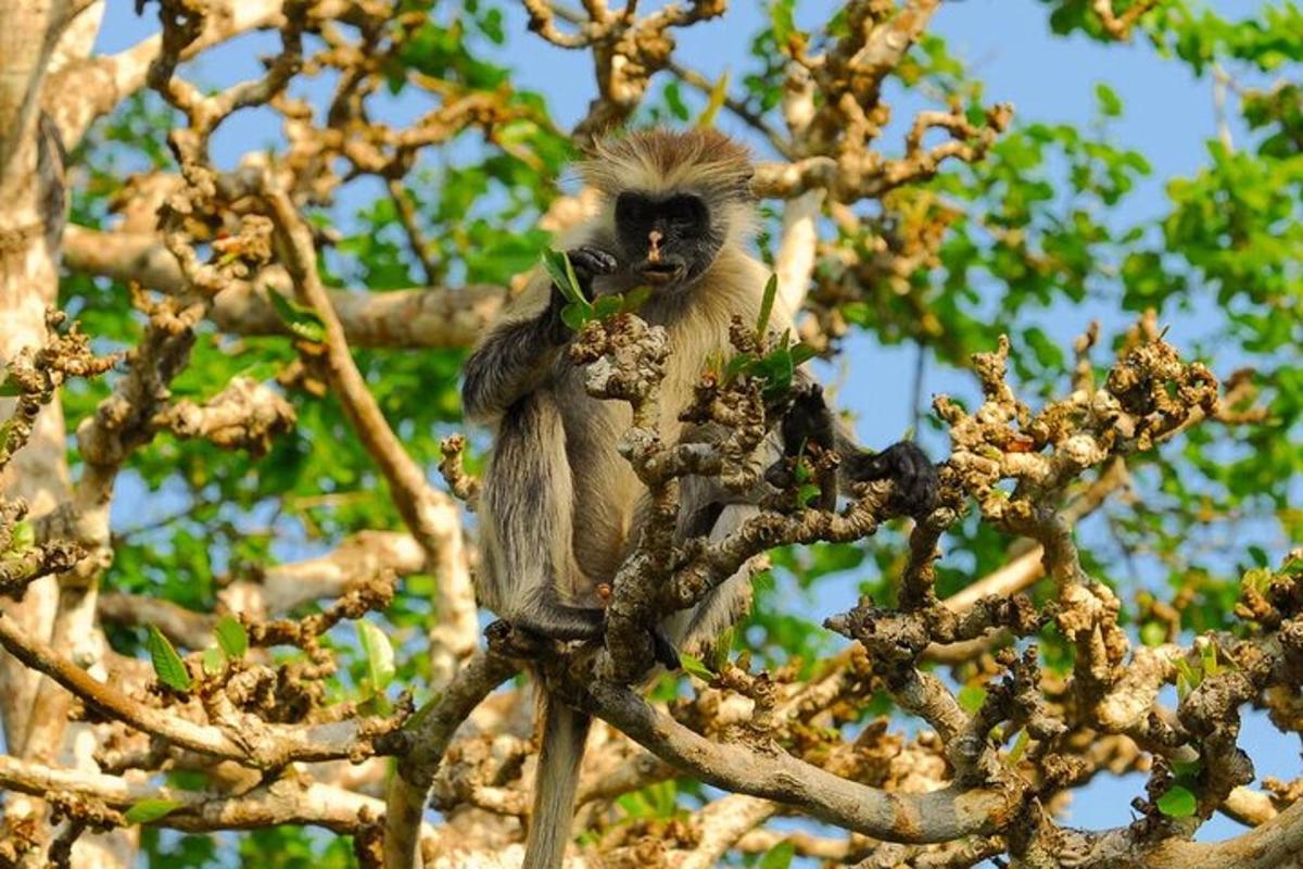 seekor monyet duduk di atas pokok
