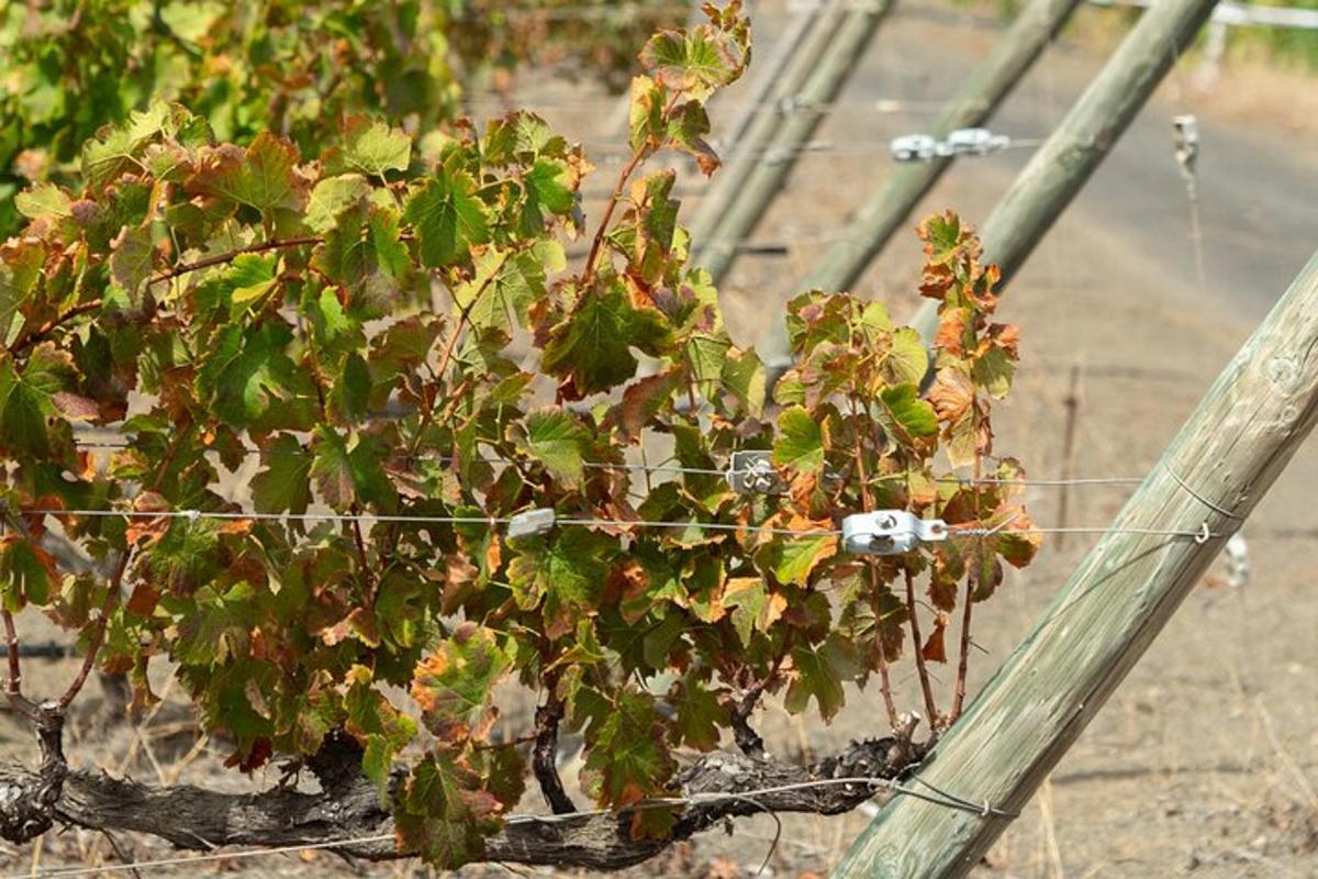 una planta que creix dins d'una tanca de filferro