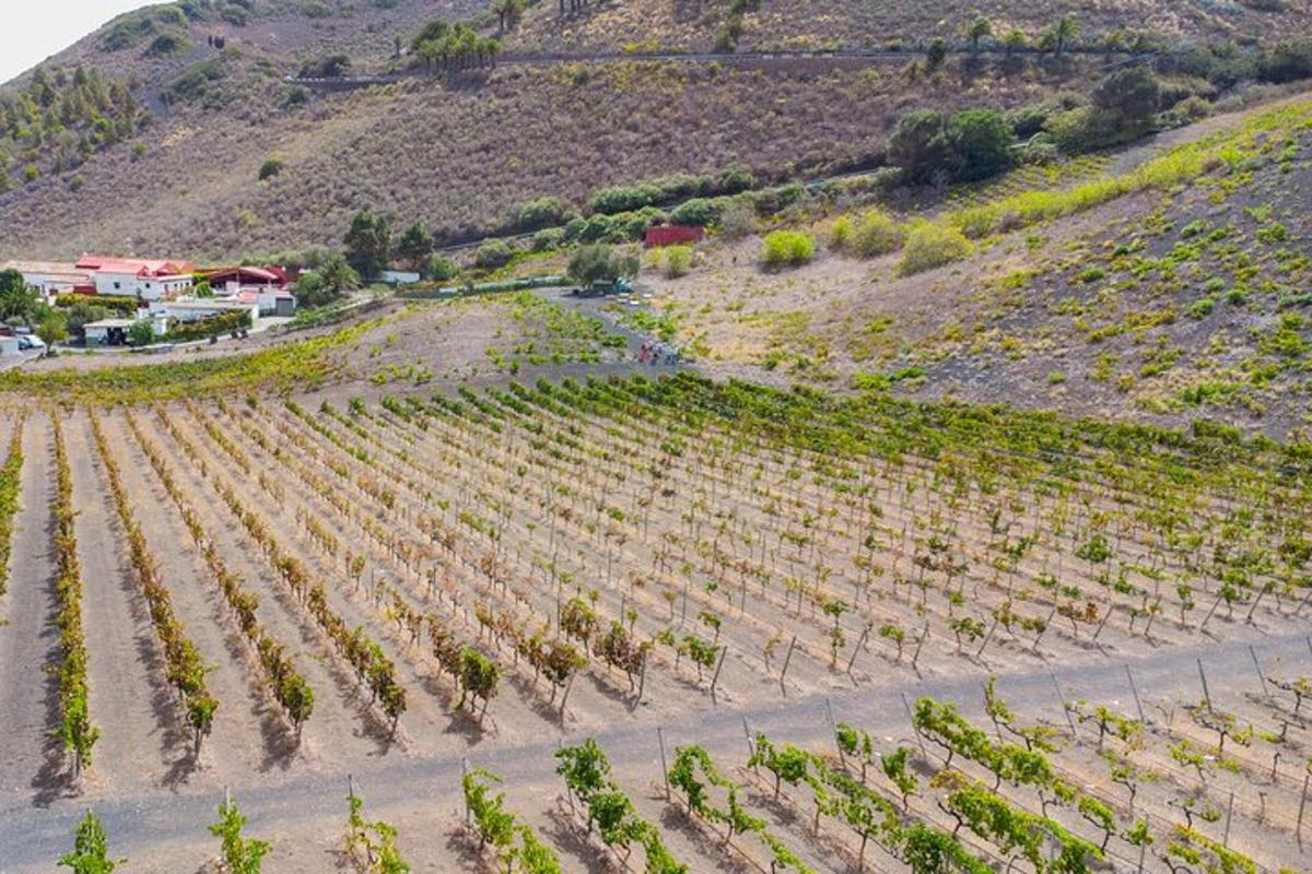vista aèria d'una vinya en un turó