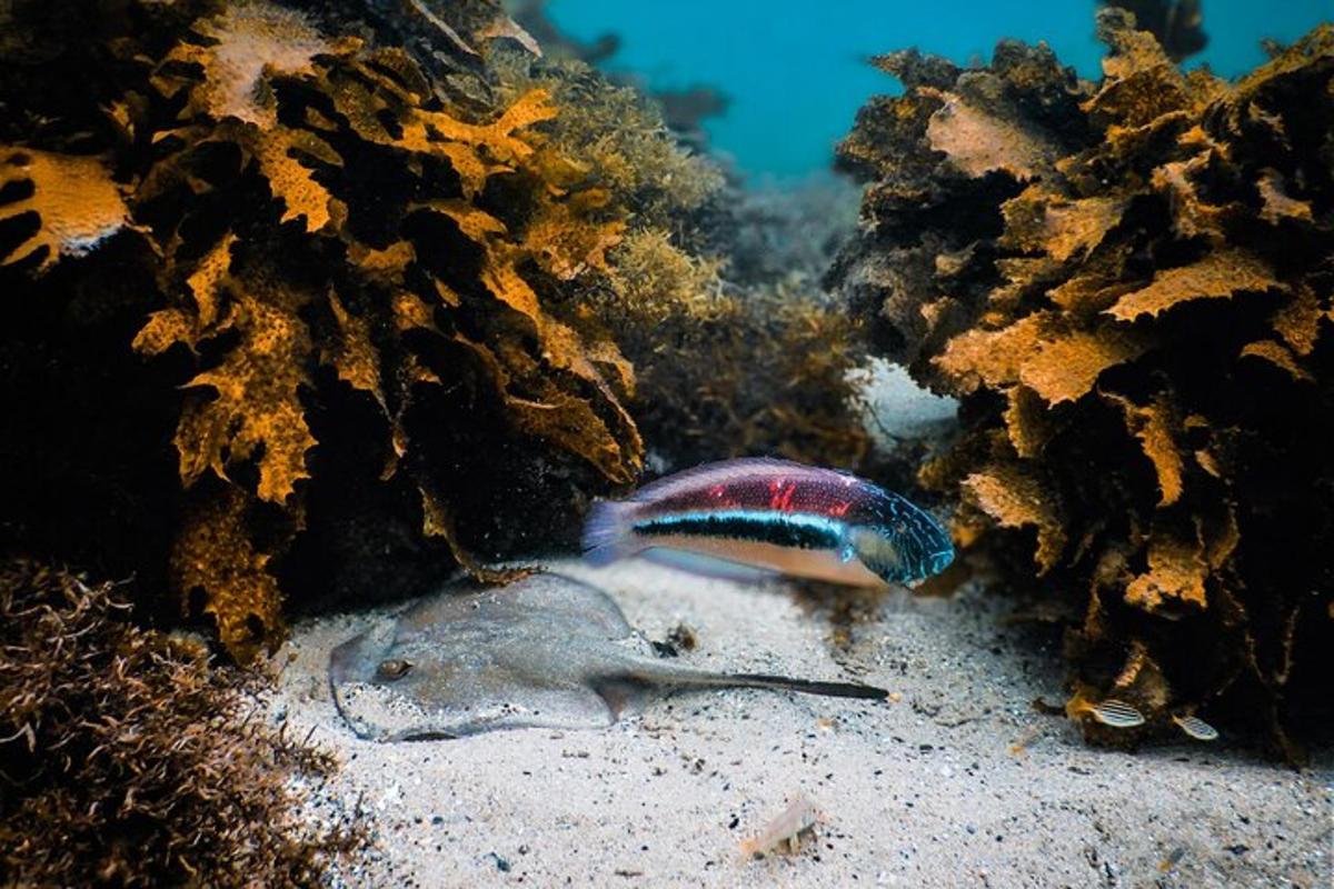 ein bunter Fisch, der auf einem Korallenriff liegt