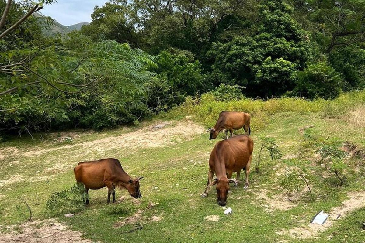 Tres vacas marrones pastando en una colina cubierta de hierba