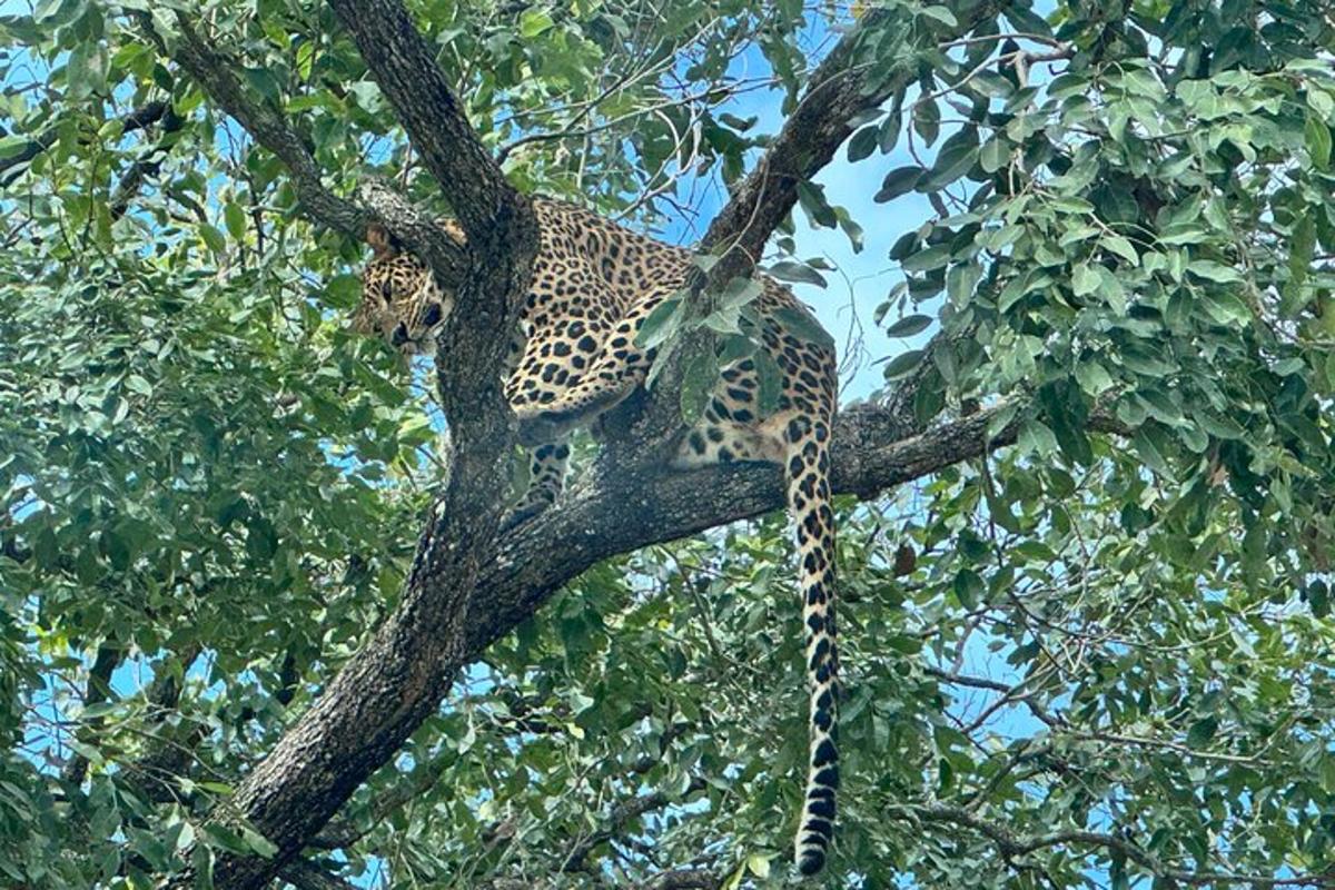 a leopard is sitting on a tree branch