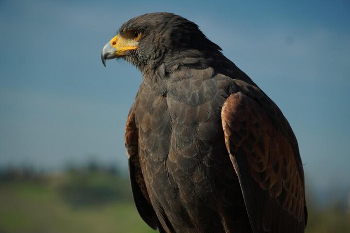 a bird is standing on a field