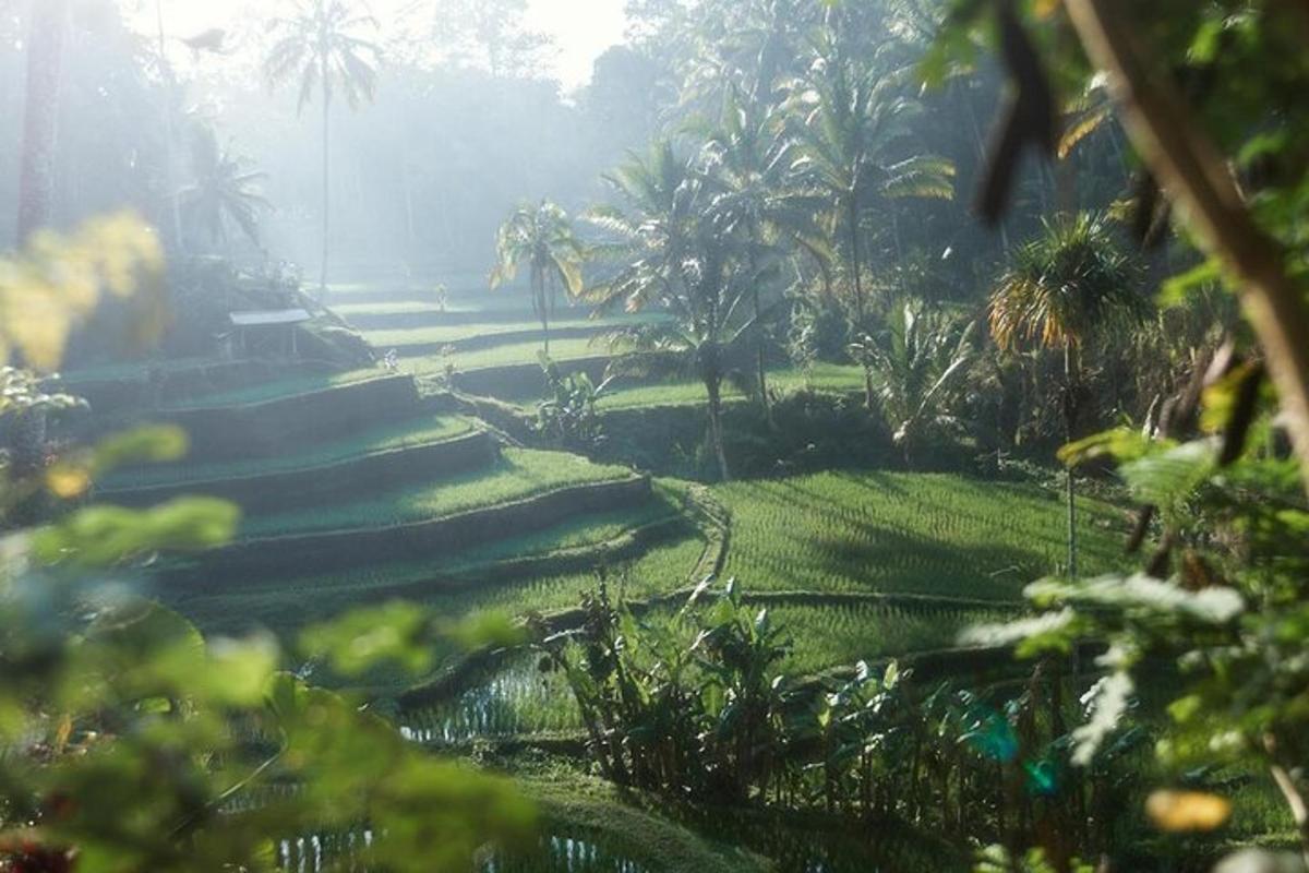 棕榈树和草地的花园景观