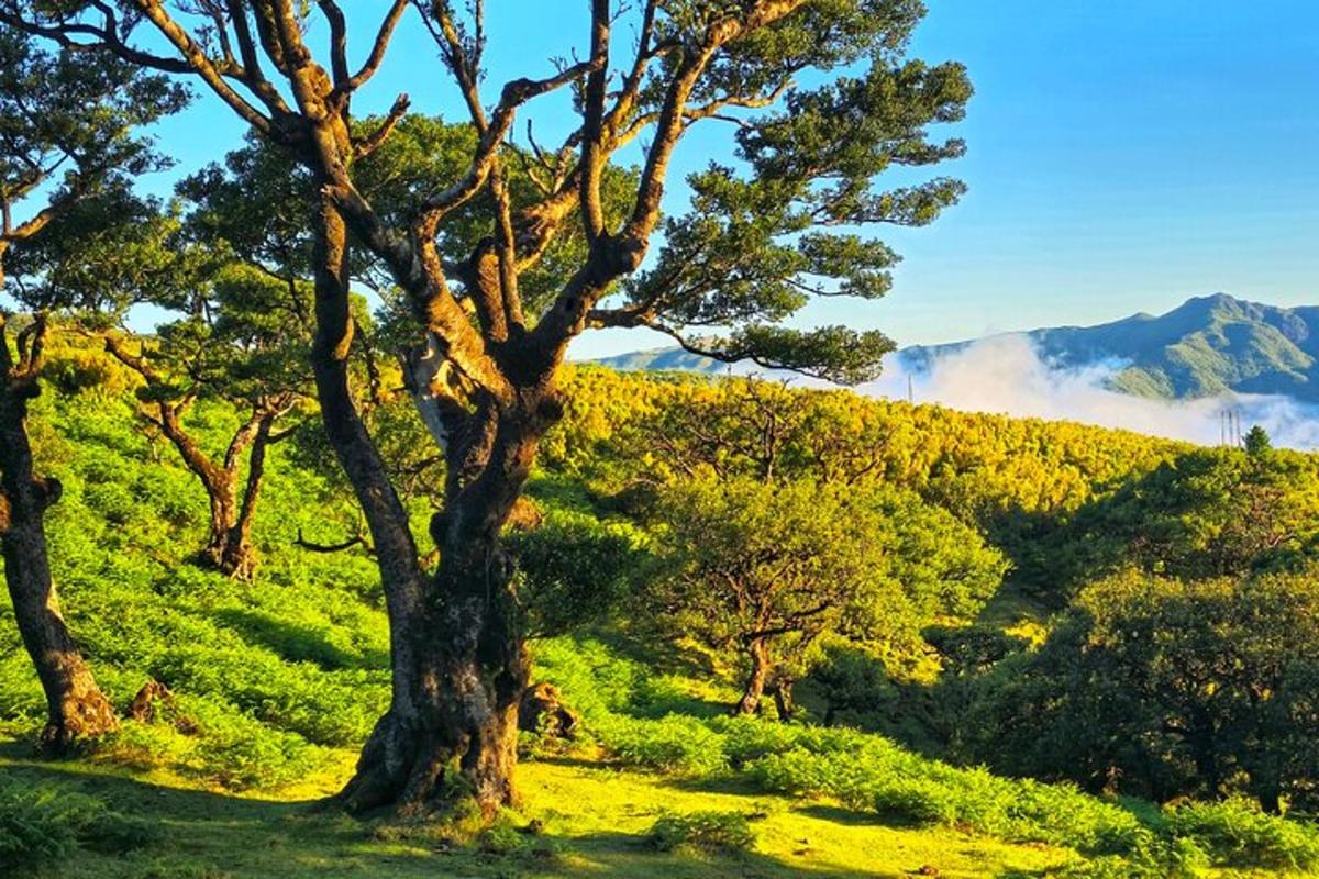 un albero in mezzo a una collina con alberi