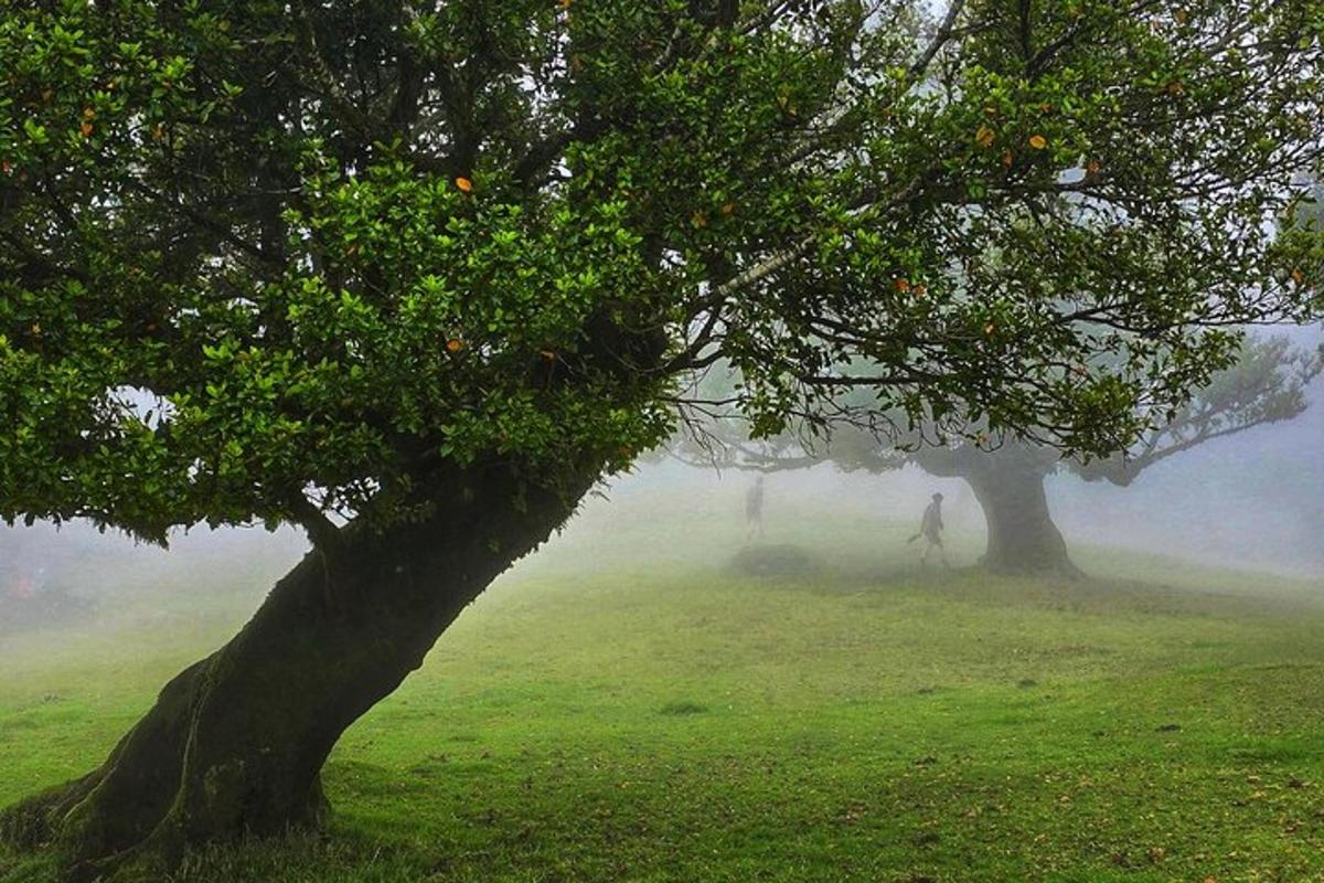 una persona che cammina nella nebbia sotto due alberi