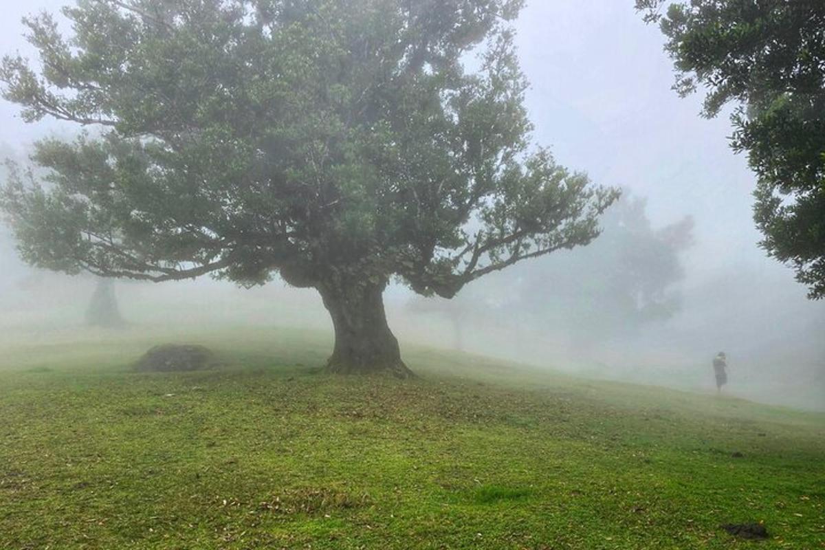 una persona in piedi accanto a un albero nella nebbia