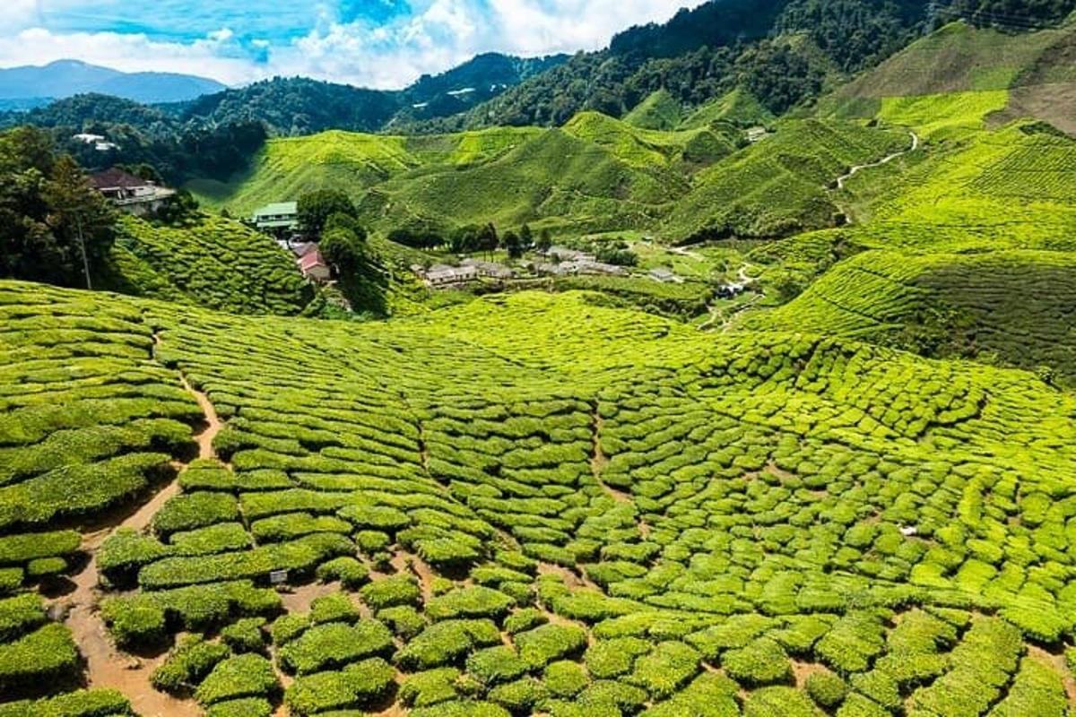 an aerial view of a green tea plantation