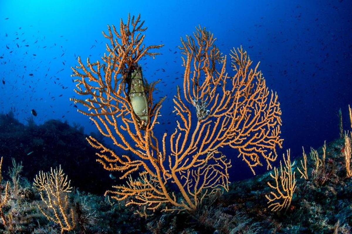 un pesce è seduto su una barriera corallina
