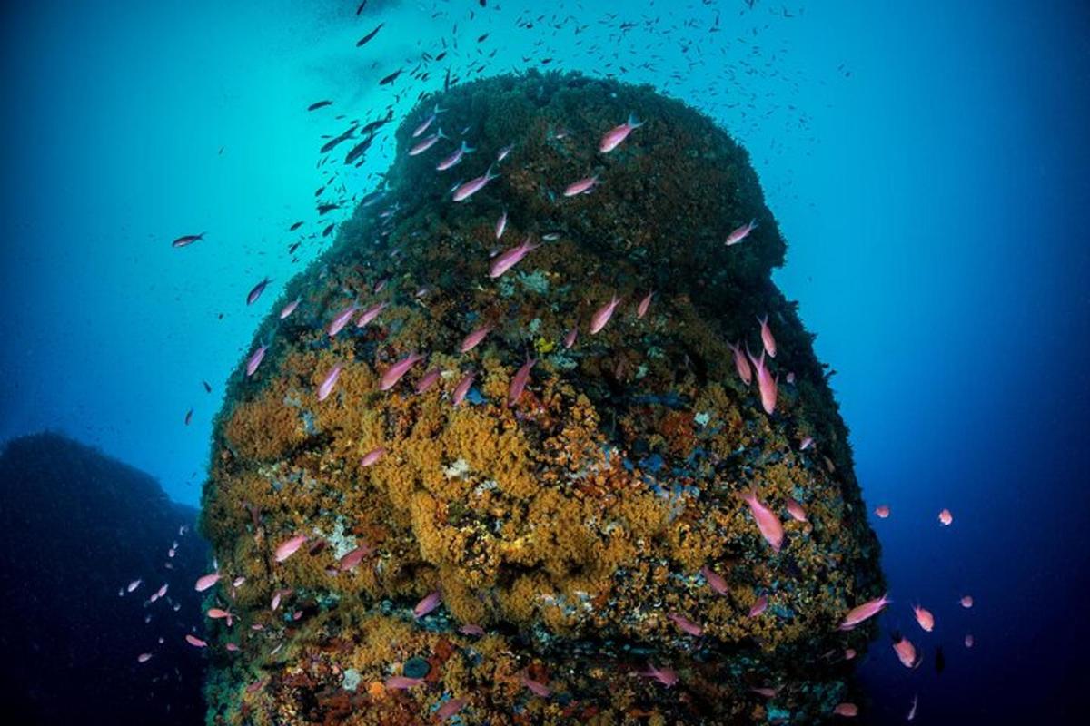 una persona è ricoperta di pesci nell'oceano