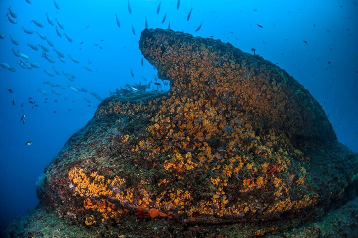 una roccia ricoperta di muschio e alghe nell'oceano
