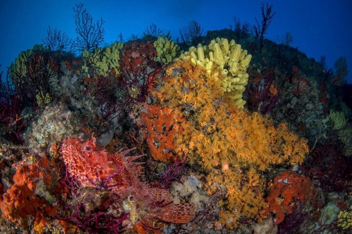 un gruppo di coralli colorati su una barriera corallina