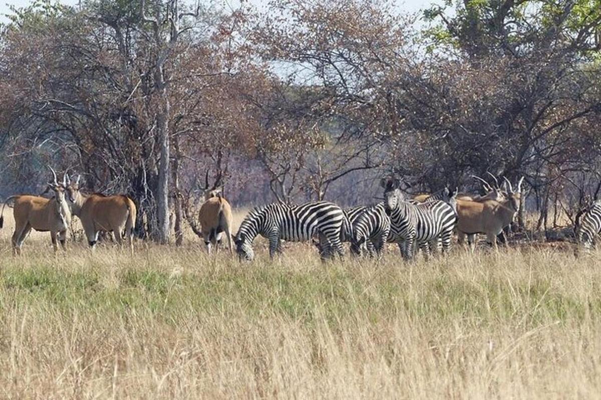 sekumpulan zebra dan haiwan lain di padang