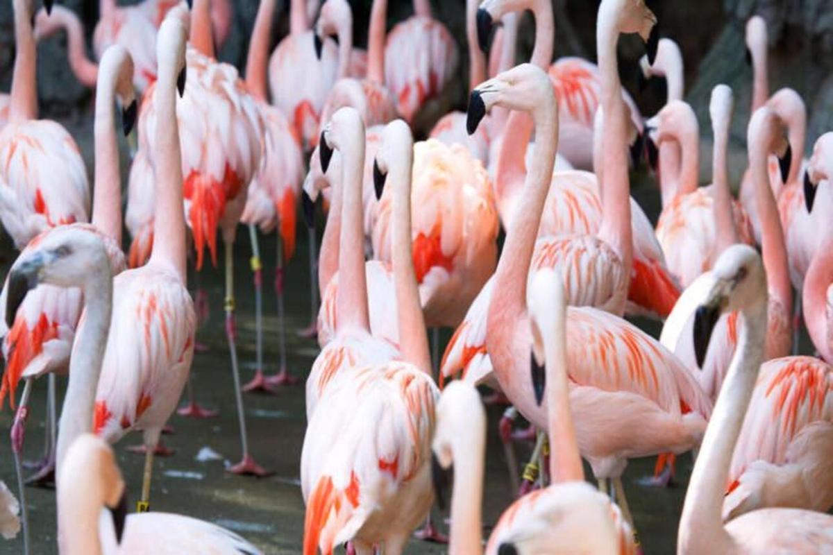 a flock of pink flamingos standing in the water