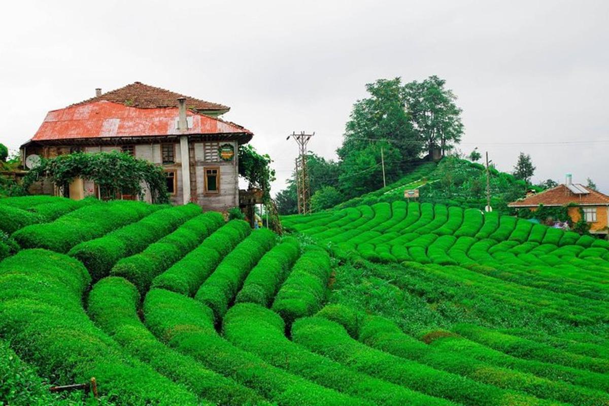 a field of green plants in front of a house
