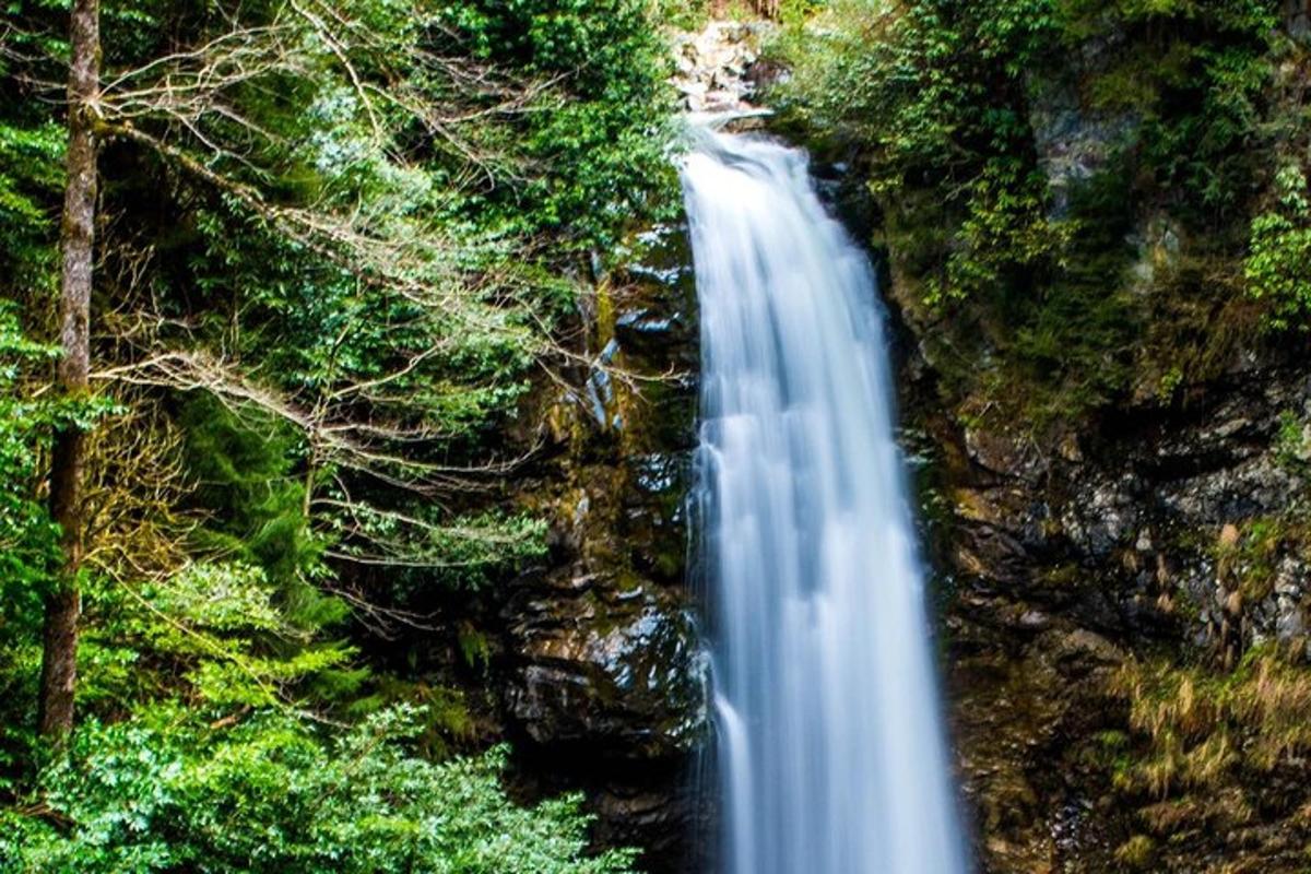 a waterfall in the middle of a forest