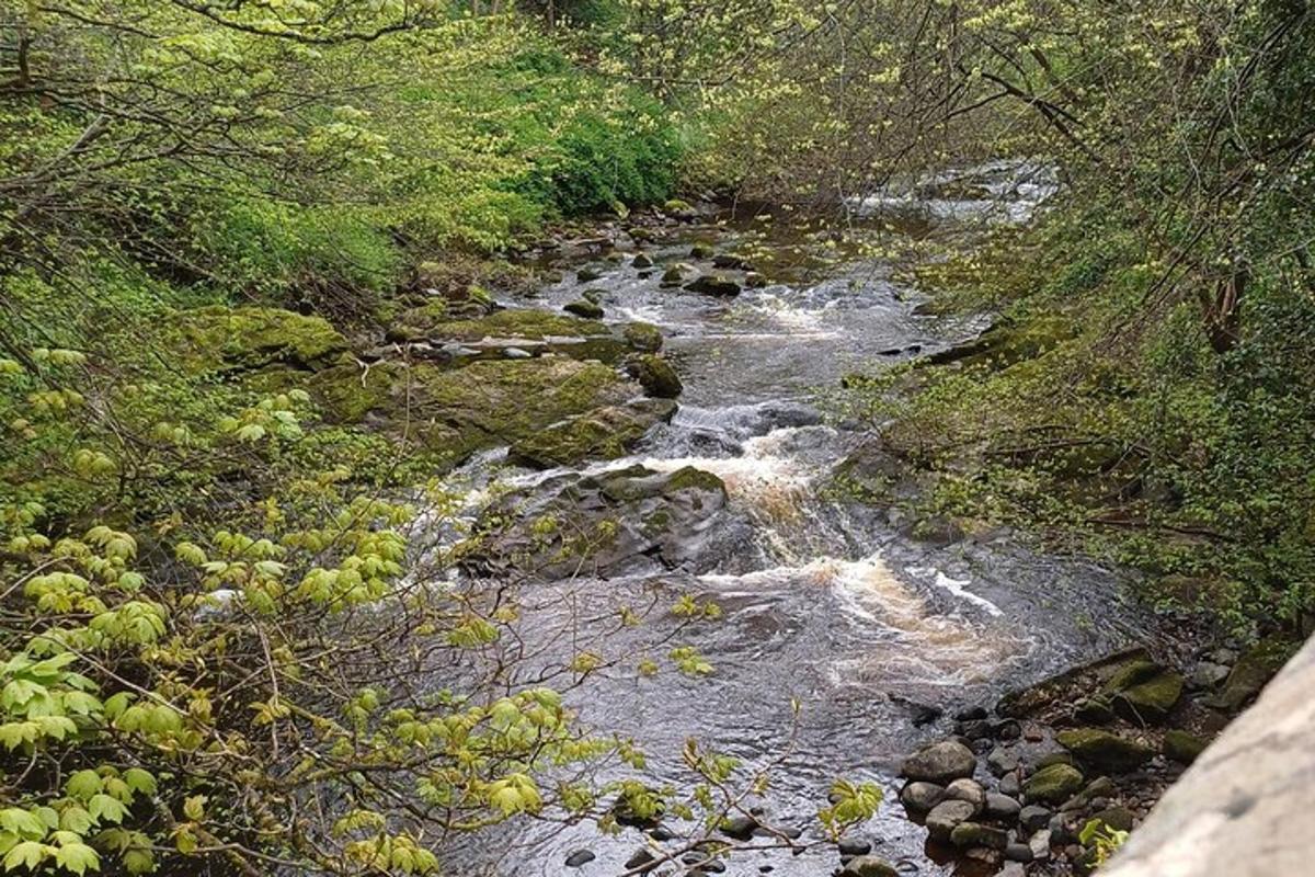 a stream of water with rocks in a forest
