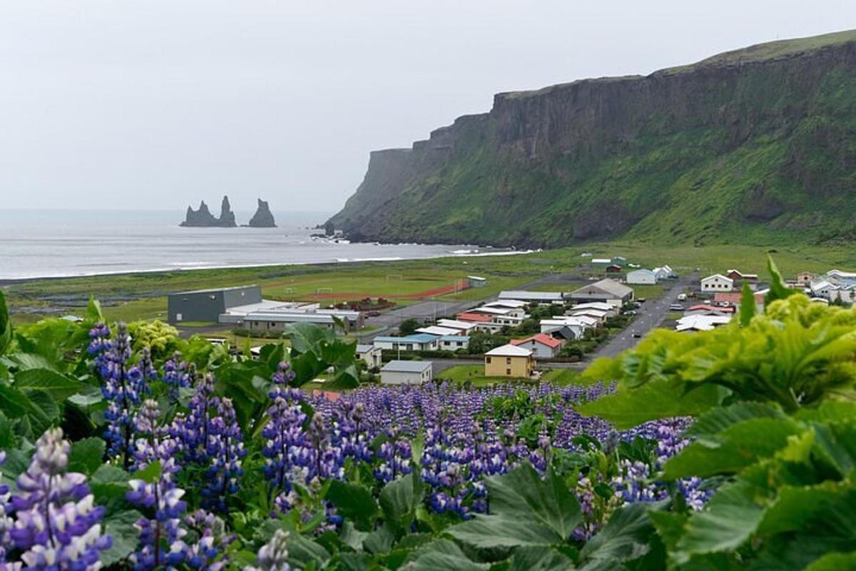 en by med lilla blomster foran havet