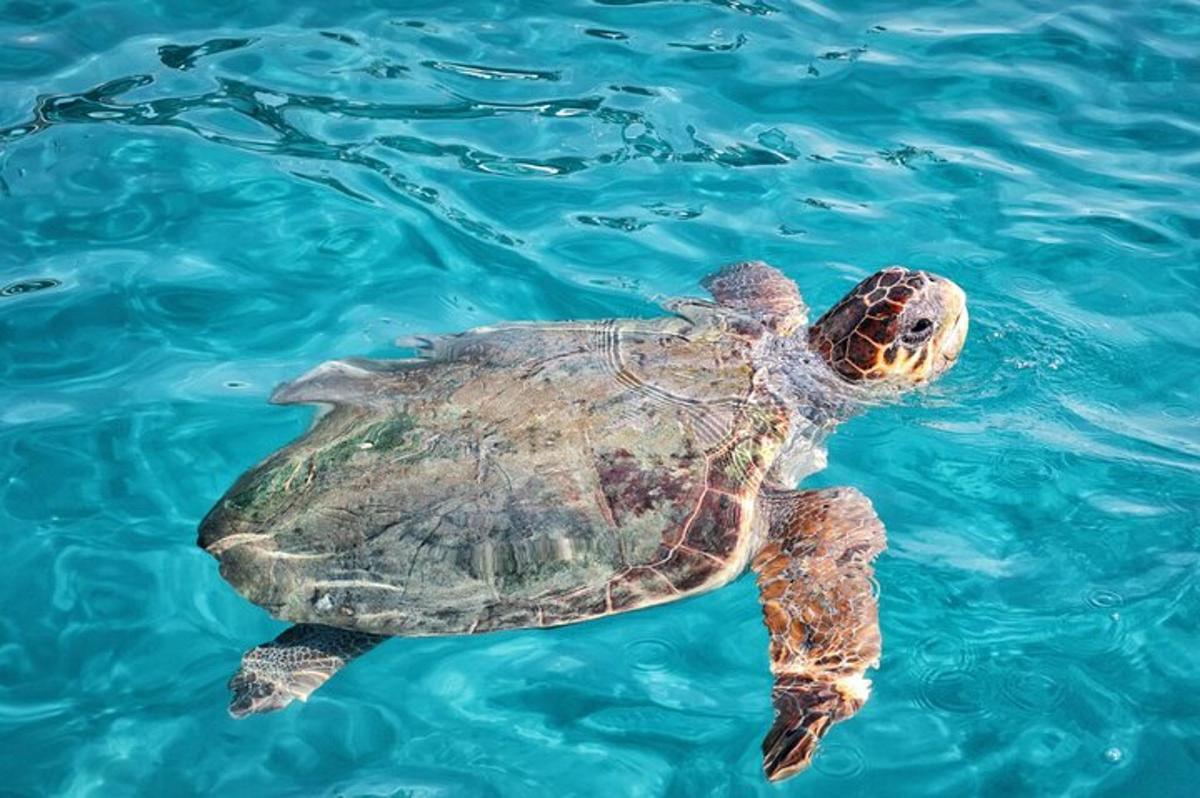 a green sea turtle swimming in the water