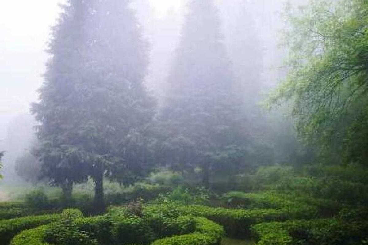 Un jardín brumoso con árboles y arbustos en la niebla.