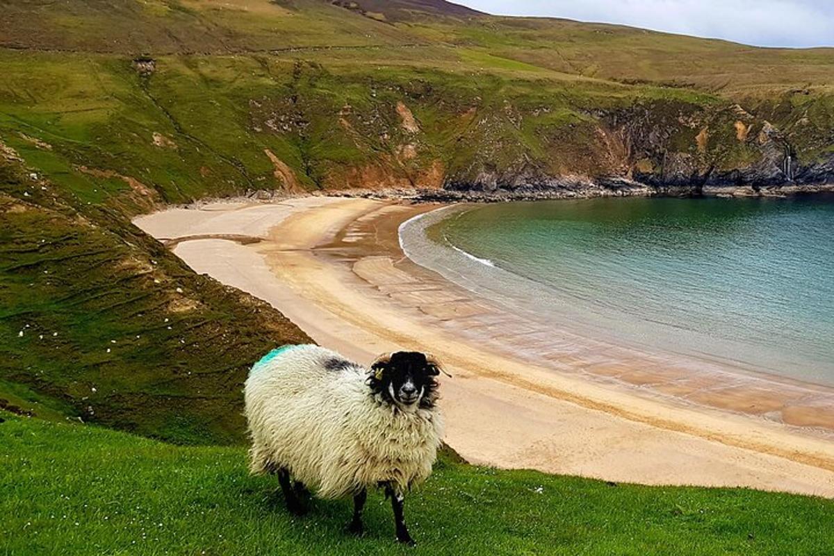 a sheep standing on the grass near a beach