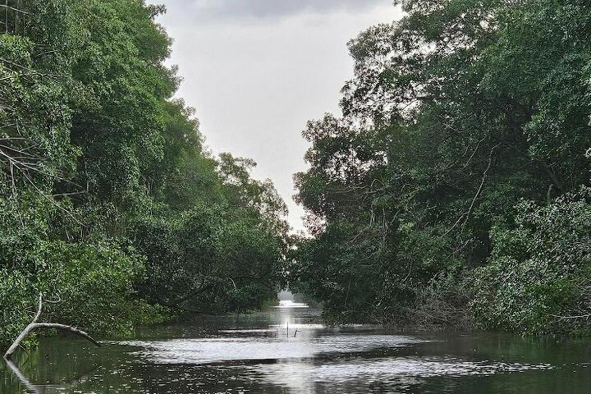 a river with trees on both sides of it