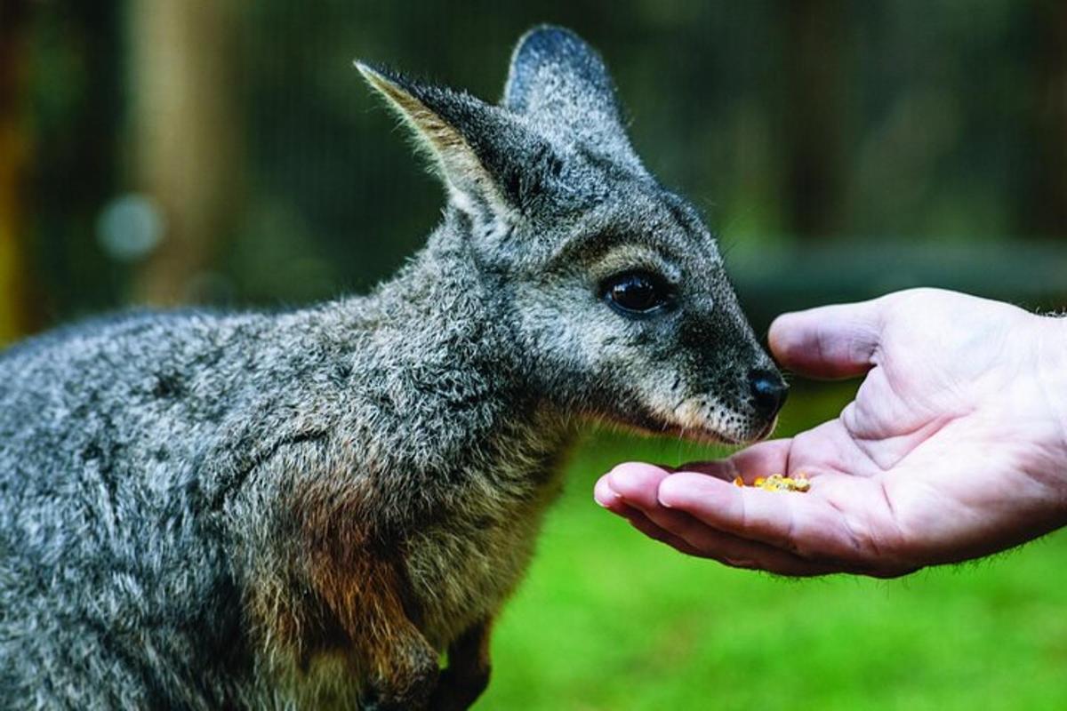 人が人の手から子カンガルーに餌を与えている