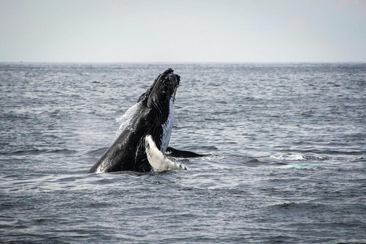 una ballena jorobada nadando en el agua