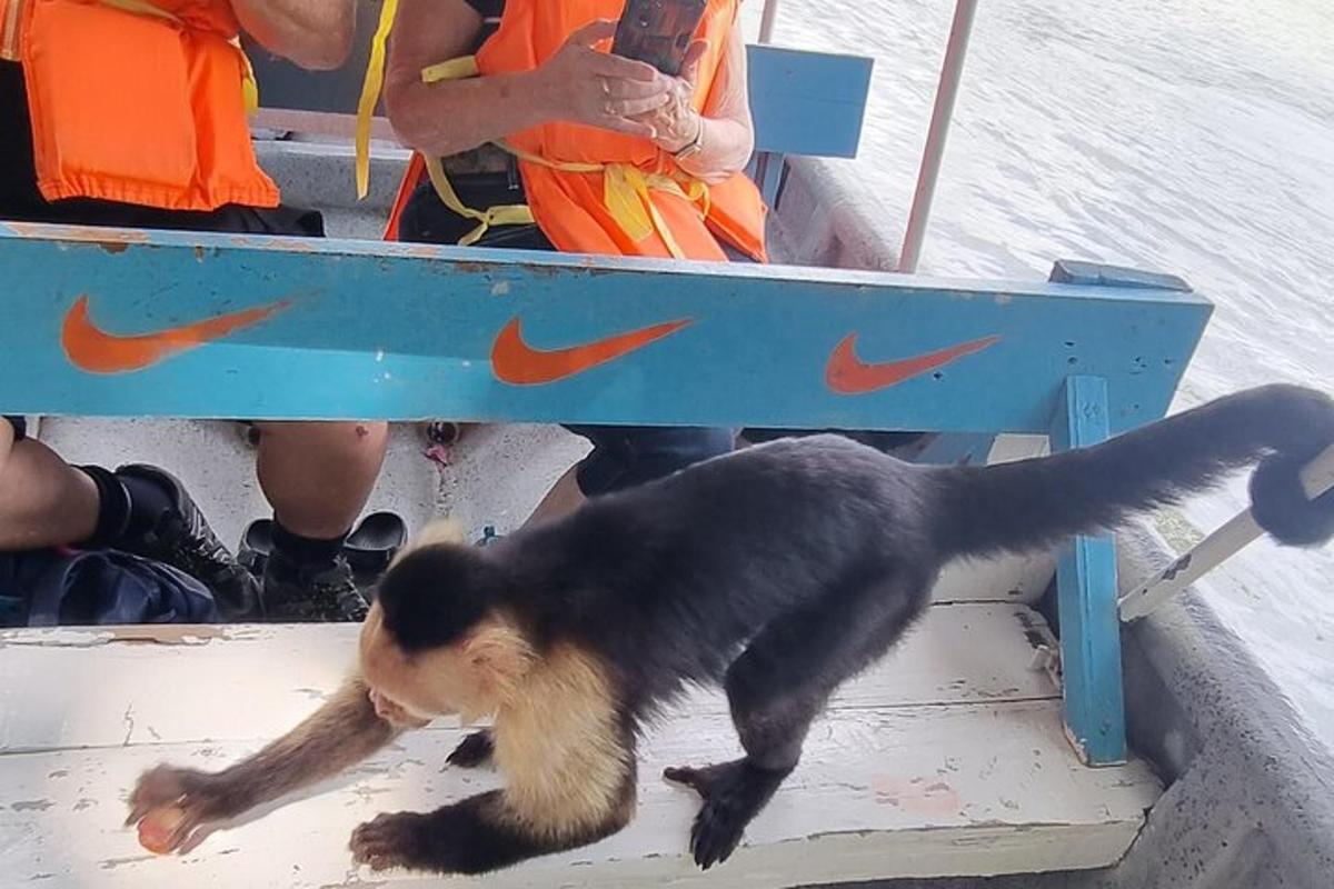 um urso preto e marrom caminhando em um barco