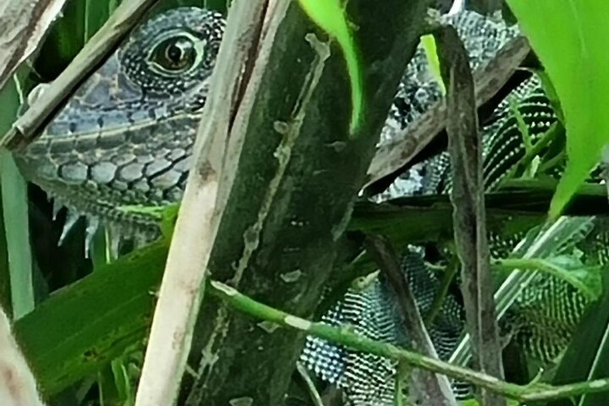 um lagarto está sentado em uma planta verde