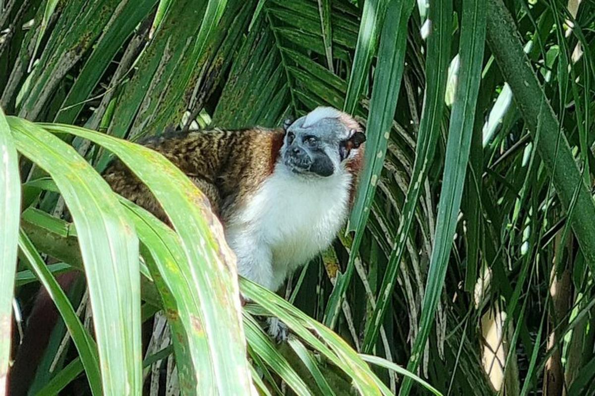 pērtiķis sēž palmā