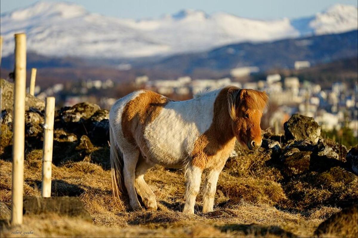 rjavo-beli poni, ki stoji na vrhu hriba
