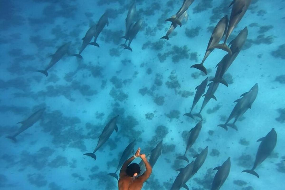 Un hombre mirando hacia una bandada de delfines en el océano.