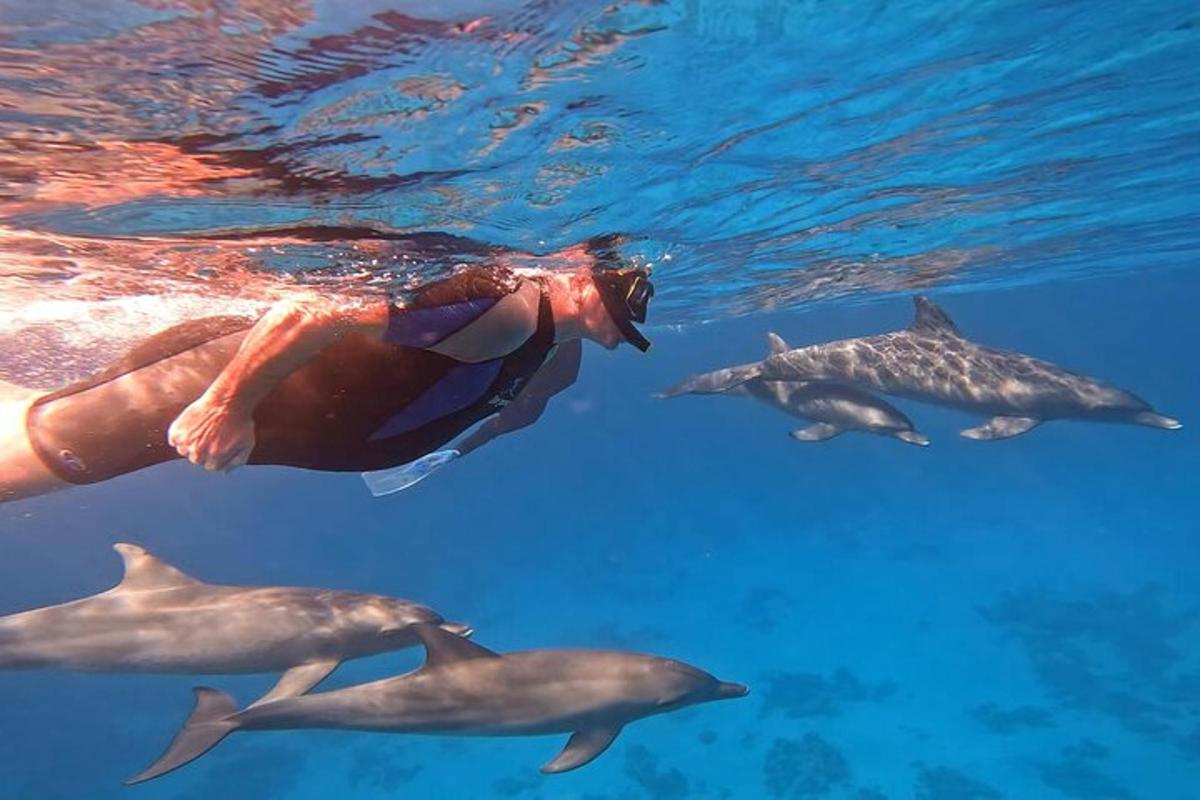 una persona nadando en el agua con delfines