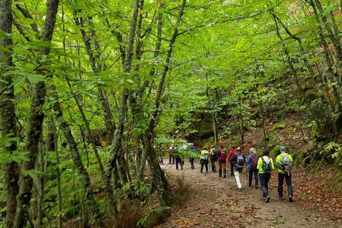 a group of people walking down a forest trail