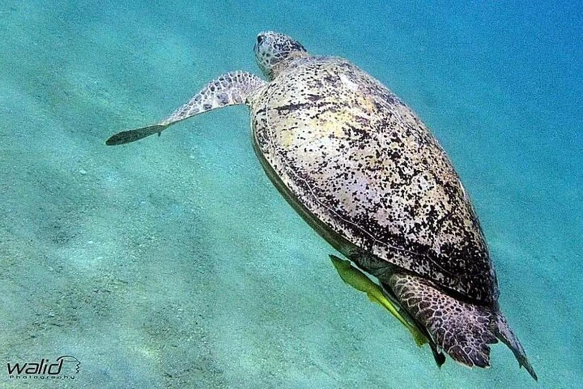 Una tortuga verde y blanca nadando en el agua