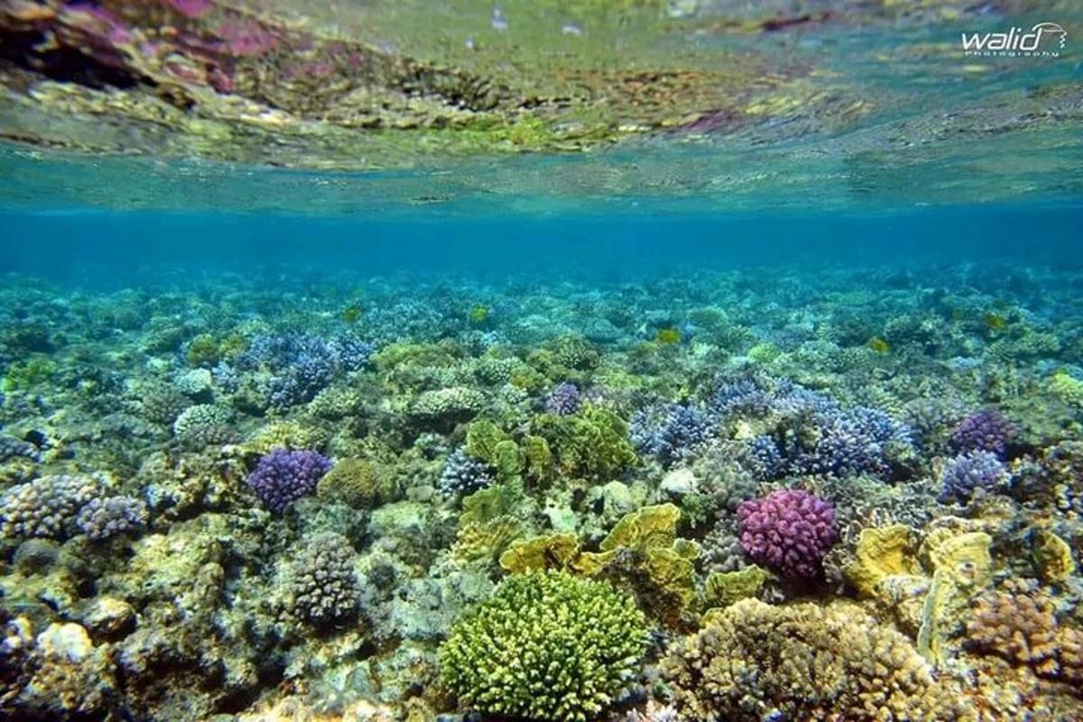Un arrecife de coral en el océano con agua azul.